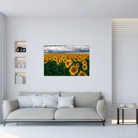 Obraz slnečnicového poľa (90x60 cm)
