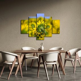 Obraz slnečnice (150x105 cm)