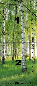 Fototapeta na dvere BIRCH GROVE 86x200 cm