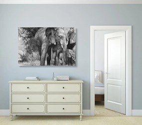 Obraz slonia rodinka v čiernobielom prevedení Varianta: 120x80