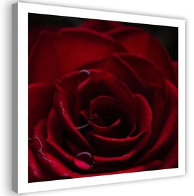 Gario Obraz na plátne Prívesok červenej ruže Rozmery: 30 x 30 cm