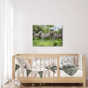 Obraz so zebrami (70x50 cm)