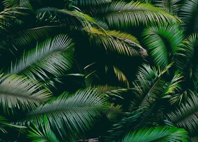 Manufakturer -  Tapeta palm leaves