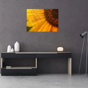 Sklenený obraz - Slnečnica (70x50 cm)