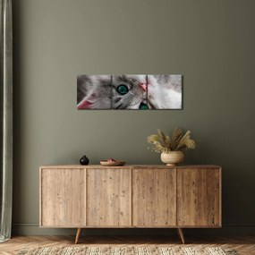 Obraz - Mačka so zelenými očami (s hodinami) (90x30 cm)
