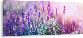 Obraz - Levanduľa vo trblietania slnka (120x50 cm)