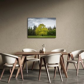 Obraz zeleného stromu uprostred poľa (70x50 cm)