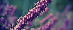 Obraz fialovej kvetiny (120x50 cm)