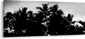 Obraz čiernobiely - palmy (120x50 cm)