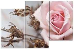 Obraz na plátne - Ruža a uschnuté rastliny 1225D (90x60 cm)