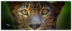 Obraz - Portrét leoparda, Sri Lanka (120x50 cm)