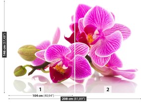 Fototapeta Vliesová Kvety orchideí 104x70 cm