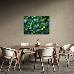 Sklenený obraz - Zelené rastliny (70x50 cm)