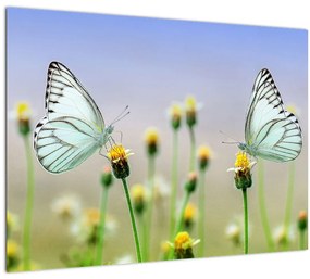 Obraz motýľov na kvetine (70x50 cm)