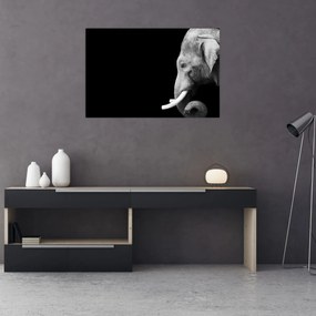 Obraz - Slon (90x60 cm)