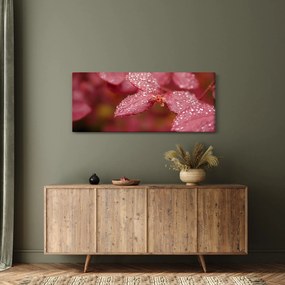 Obraz - Makro snímka lístka (120x50 cm)