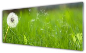 Obraz na akrylátovom skle Púpava tráva rastlina 125x50 cm