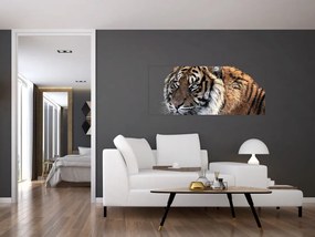 Obraz tigra (120x50 cm)