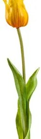 Tulip aladdin Yellow v.45 cm