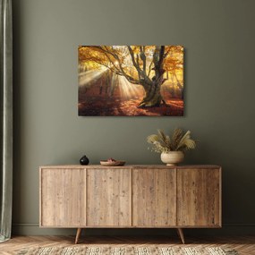 Obraz - Jesenný svit (90x60 cm)