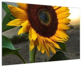 Obraz slnečnice (90x60 cm)