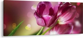 Obraz ružových tulipánov (120x50 cm)