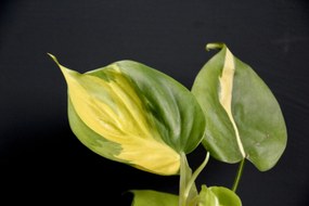 Philodendron Scandens Brasil