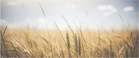Obraz obilia (120x50 cm)