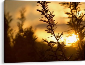 Obraz - Slnko zapadajúce za stromami (70x50 cm)