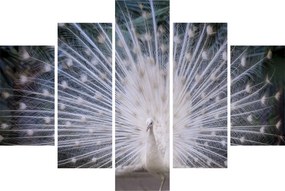Obraz - Biely páv (150x105 cm)
