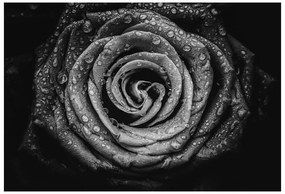 Fototapeta Vliesová Ruža čierna 312x219 cm