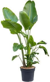 Strelitzia nicolai 38x170 cm