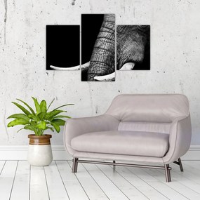 Obraz - Slonie kly (90x60 cm)