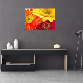 Obraz - Kvety Gerbery (70x50 cm)
