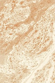 Koberec Agnella Agnus Afi svetlobéžový