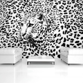 Fototapeta - Čiernobiela - gepard (254x184 cm)
