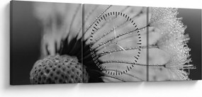Obraz púpavy - čiernobiely (s hodinami) (90x30 cm)