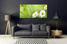 Obraz na akrylátovom skle Tráva sedmokrásky príroda 120x60 cm