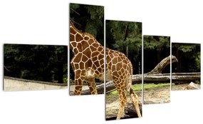 Obraz žirafy