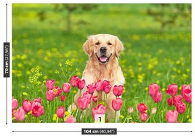 Fototapeta Vliesová Psie tulipány 416x254 cm
