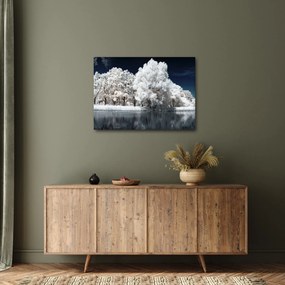 Obraz - Snehobiele stromy (70x50 cm)