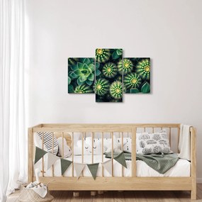 Obraz - Kaktusy (90x60 cm)