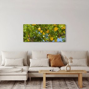 Obraz - Citrónovník (120x50 cm)