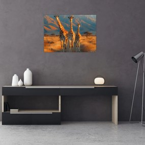 Obraz - Žirafy na pastvine (70x50 cm)