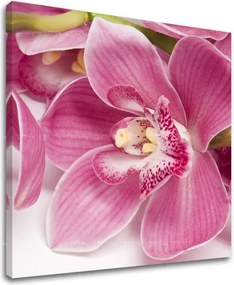 Obraz na stenu KVETY KV034E12 - 70x70 cm