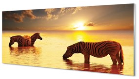 Obraz na akrylátovom skle Zebry voda západ slnka 120x60 cm