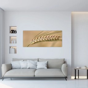 Obraz - Pšenica (120x50 cm)