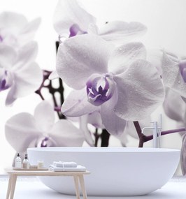 Gario Fototapeta Fialová orchidea s rosou na okvetných lístkoch Materiál: Vliesová, Rozmery: 100 x 100 cm