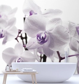 Gario Fototapeta Fialová orchidea s rosou na okvetných lístkoch Materiál: Vliesová, Rozmery: 300 x 300 cm