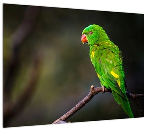 Sklenený obraz papagája na vetve (70x50 cm)